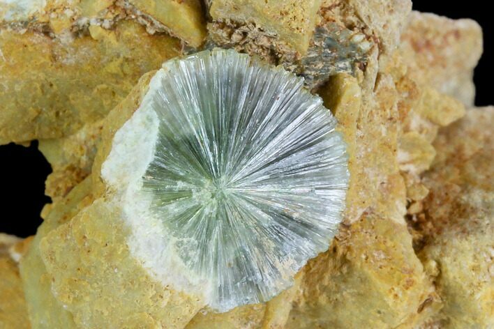 Radiating, Green Wavellite Crystal Aggregation - Arkansas #127122